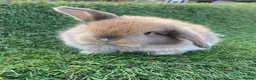 Mini Lion Lop rabbits for sale: Mini Lion Lops for sale  - Advert 4