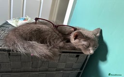 Mixed Breed cats for sale: Four Gorgeous Kittens Looking For Their Hoomans - Image 17