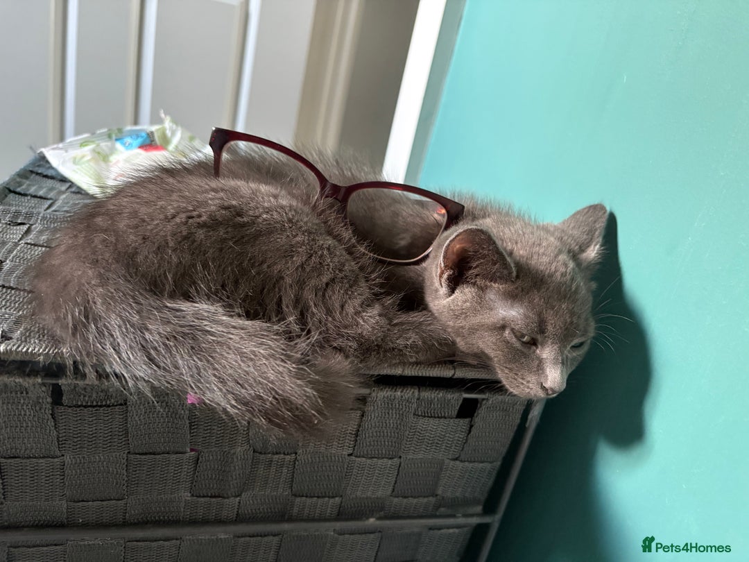Mixed Breed cats for sale: Four Gorgeous Kittens Looking For Their Hoomans - Image 17