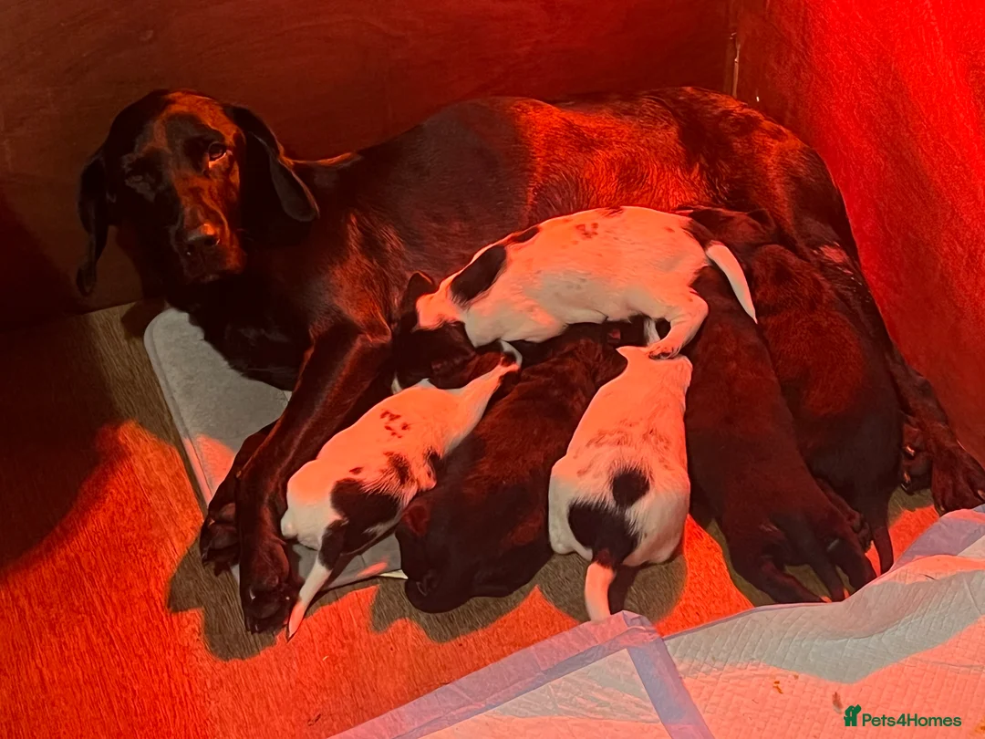 Springador dogs for sale: Springador Pups  - Advert 2