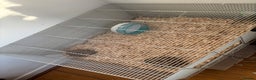 Hamster rodents for sale: selling my dwarf hamster with cage  - Advert 4