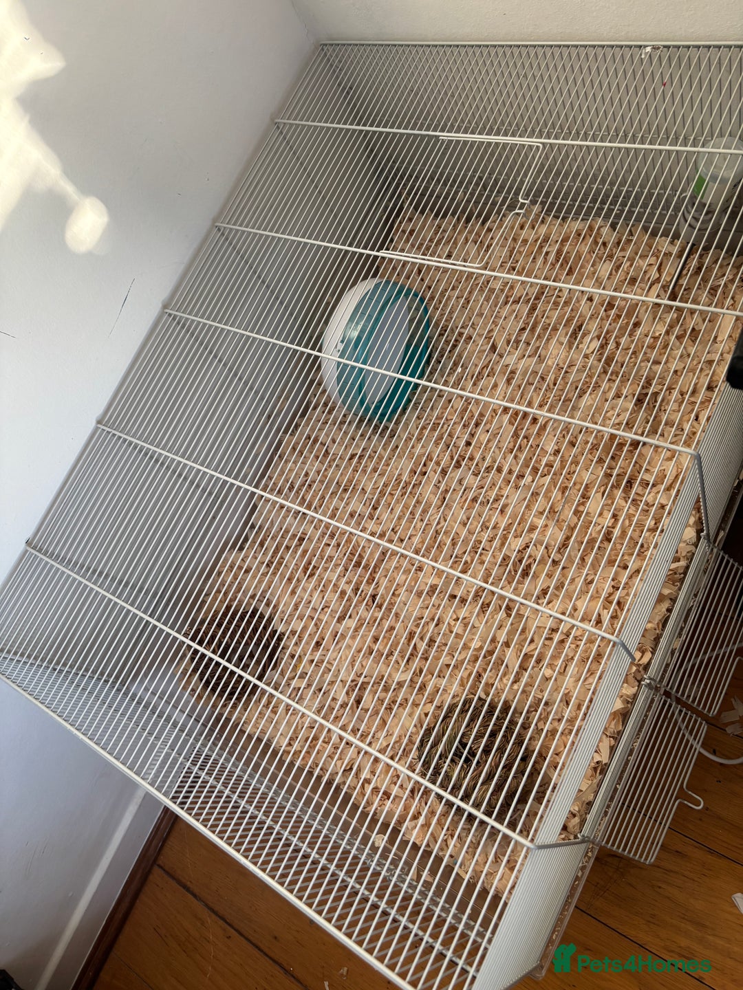 Hamster rodents for sale: selling my dwarf hamster with cage  - Advert 4