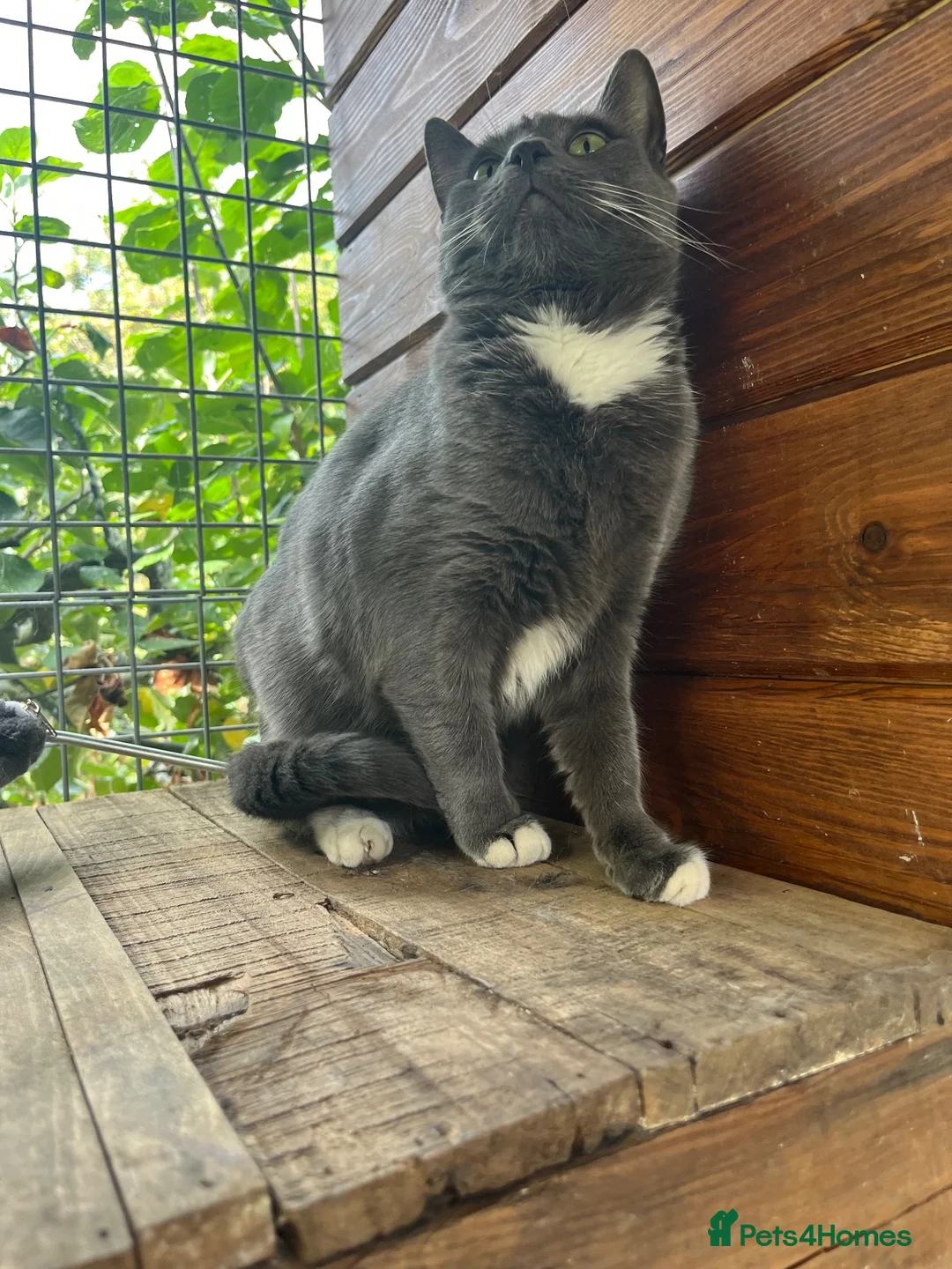 Domestic Shorthair cats for sale: URGENT REHOMING!  - Advert 2