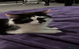 Maine Coon cats for sale: Momo male main coon mix  - Advert 2