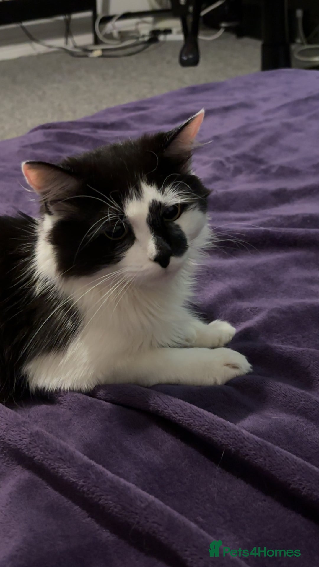 Maine Coon cats for sale: Momo male main coon mix  - Advert 2