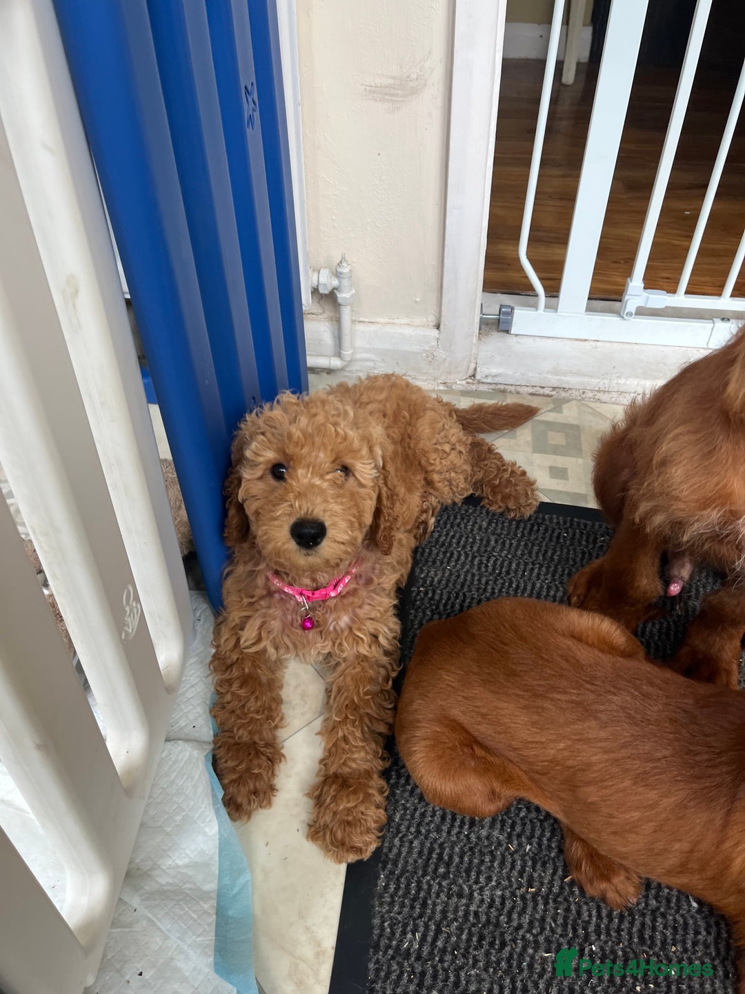 Goldendoodle dogs for sale: Top Quality Goldendoodle x Australian labradoodle  in Brough - Image 6