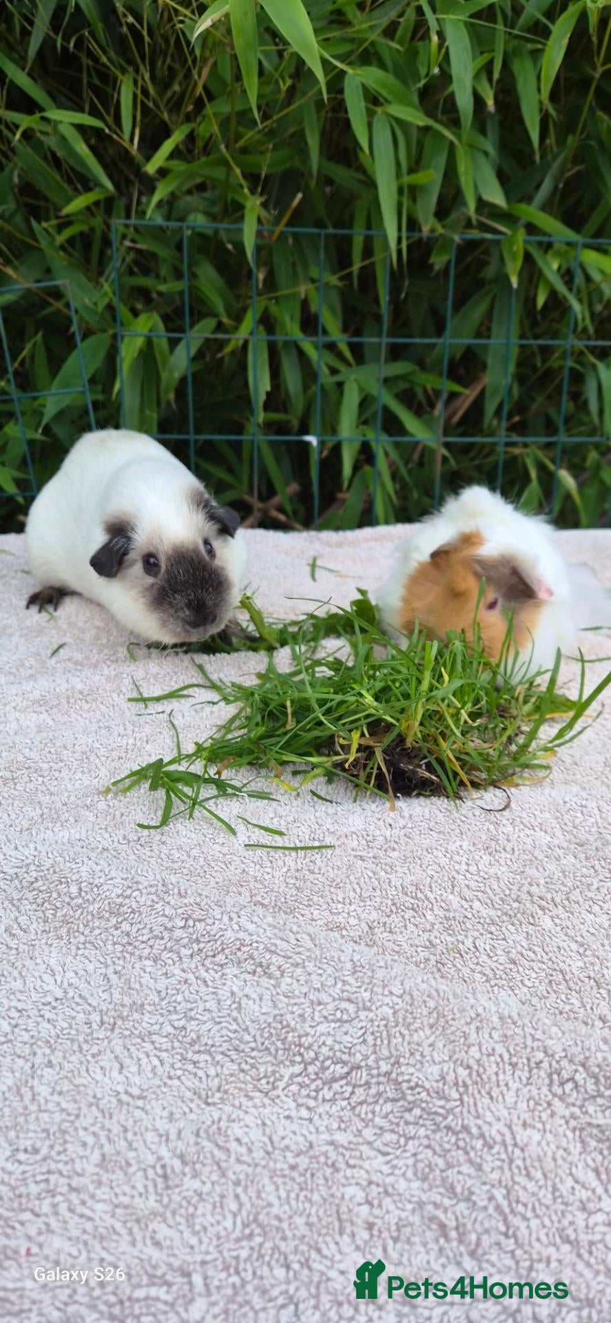 Guinea Pig rodents Bond lovely boys  - Advert 16