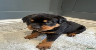 Rottweiler dogs - Advert 7