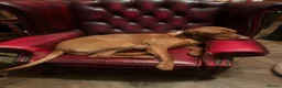 Hungarian Vizsla dogs for sale: KC Viszla needs rehoming 1 year 2 months - Advert 8