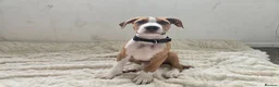 Mixed Breed dogs for sale: Ridgeback/American terrier/ english bulldog mix  in Coventry - Advert 38