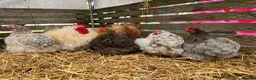 Chickens poultry for sale: Pekin bantam hatching eggs, chicks, growers, hens - Advert 14