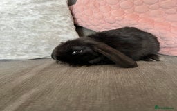 Mini Lop rabbits for sale: Beautiful mini lop rabbits for sale - Image 21