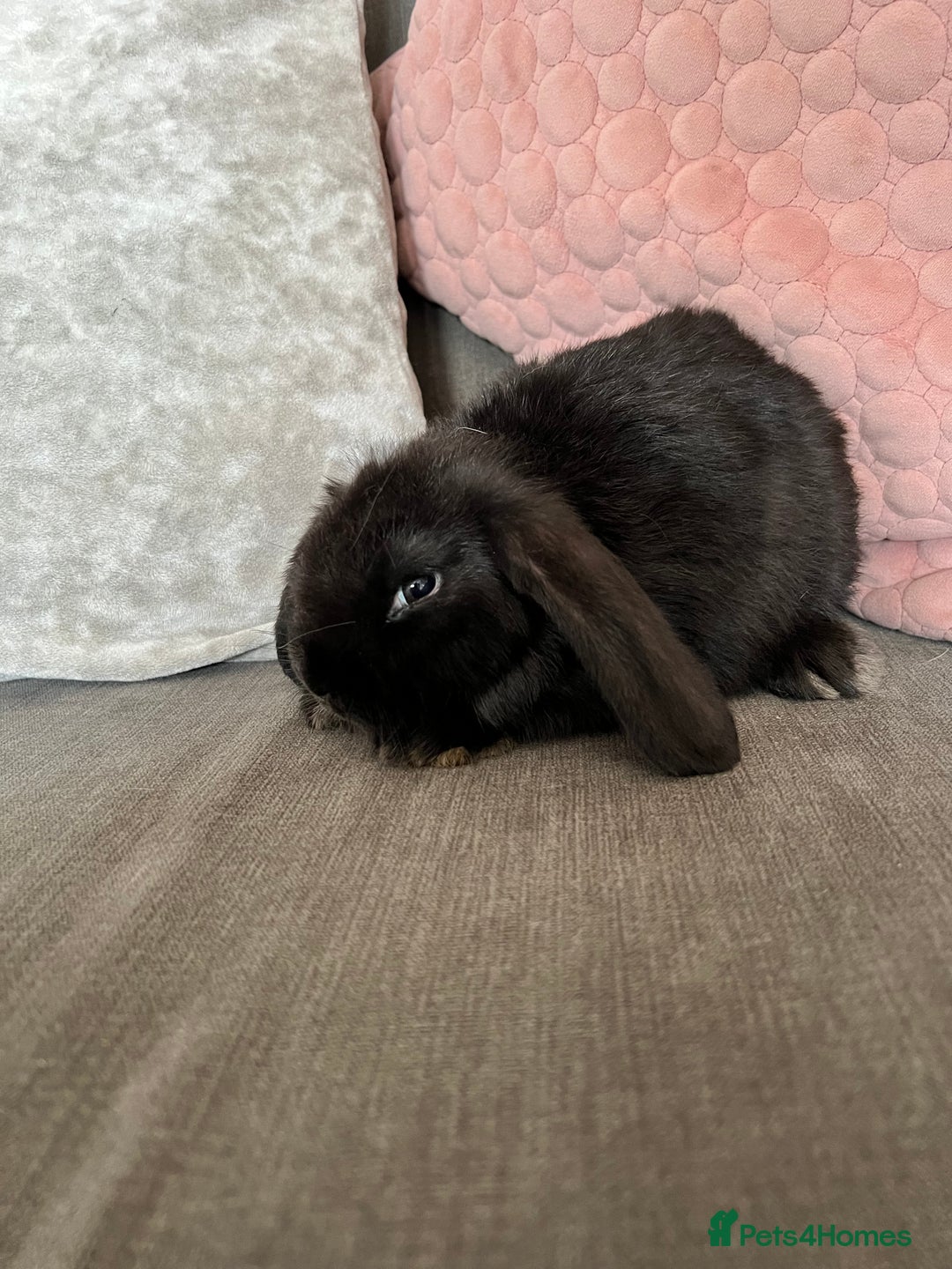 Mini Lop rabbits for sale: Beautiful mini lop rabbits for sale - Image 21
