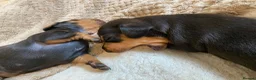 Miniature Dachshund dogs for sale: Stunning miniature dachshund puppies, 2 LEFT!!! - Advert 15