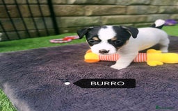 Jack Russell dogs for sale: Jack Russell puppies,Parents reg.Kennel club, - Image 11
