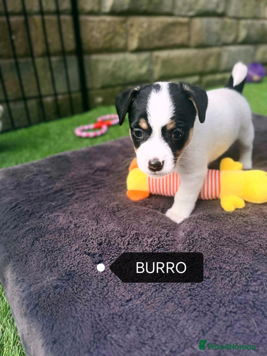 Jack Russell dogs for sale: Jack Russell puppies,Parents reg.Kennel club, - Image 11
