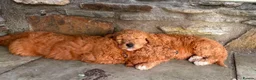 Mixed Breed dogs for sale: Red Australian labradoodle  in Caerphilly - Advert 9