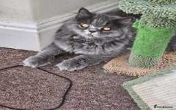 British Shorthair cats for sale: British shorthair and longhair  - Image 17
