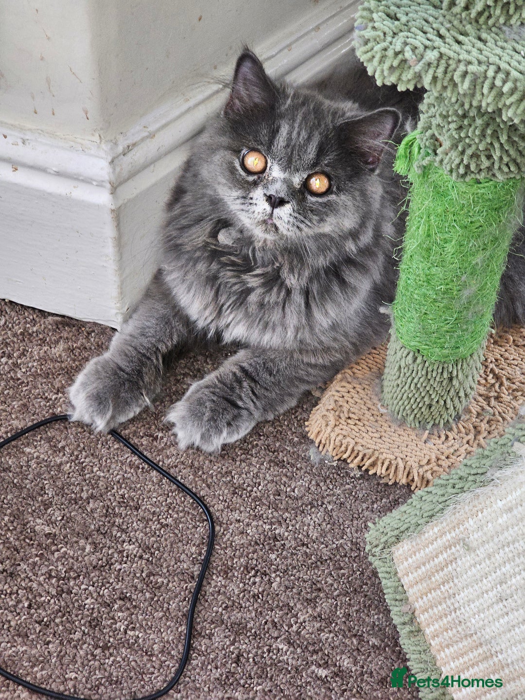 British Shorthair cats for sale: British shorthair and longhair  - Image 17