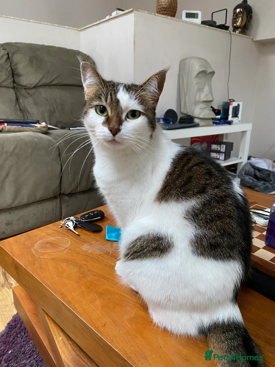 Mixed Breed cats for sale: Piddles in Croydon - Advert 1