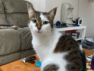 Mixed Breed cats Piddles in Croydon - Advert 12