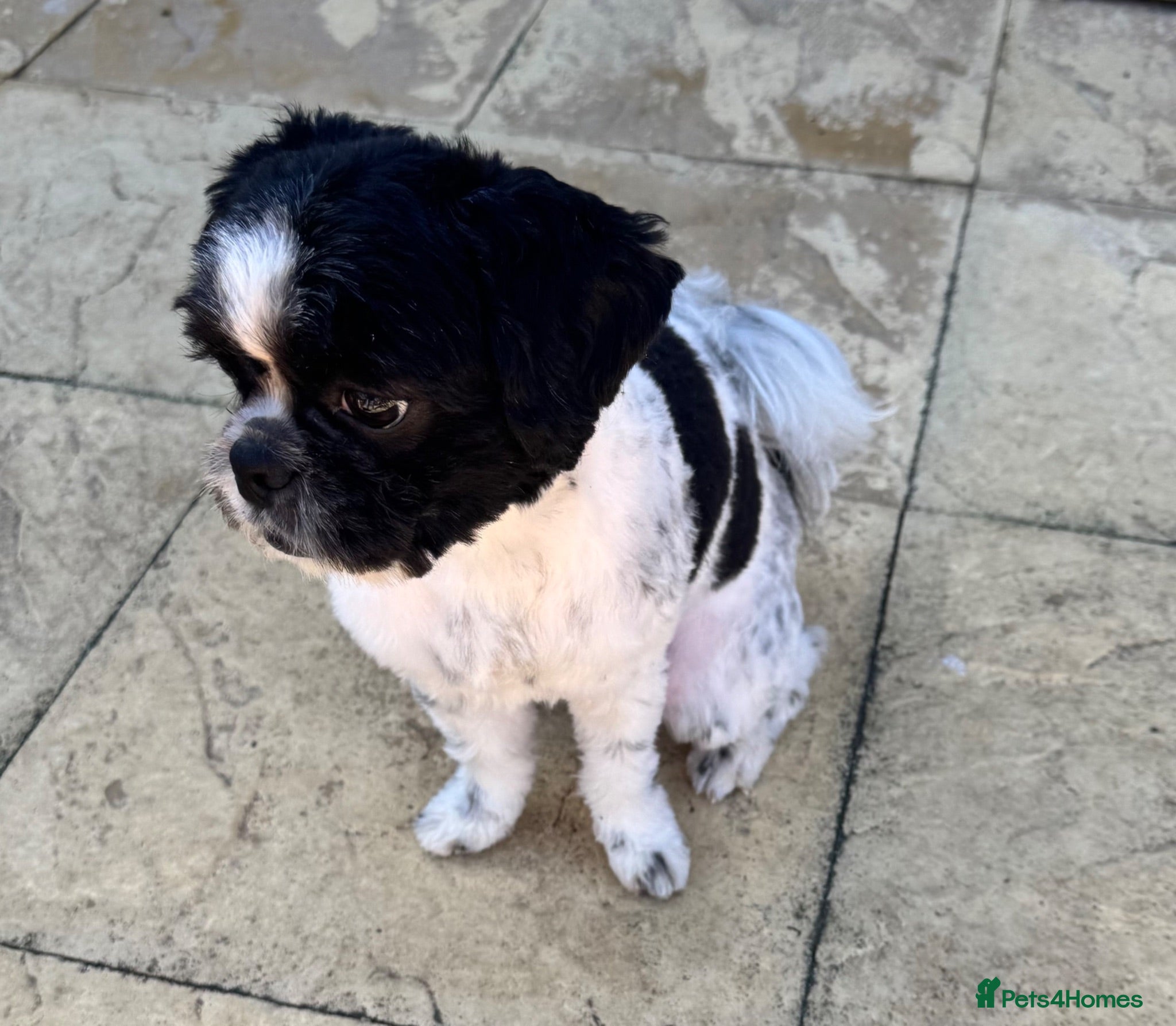 Mixed Breed dogs Small compact pug x lasso Apso - Advert 1