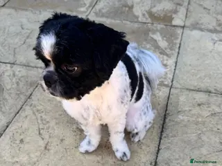 Mixed Breed dogs Small compact pug x lasso Apso - Advert 1