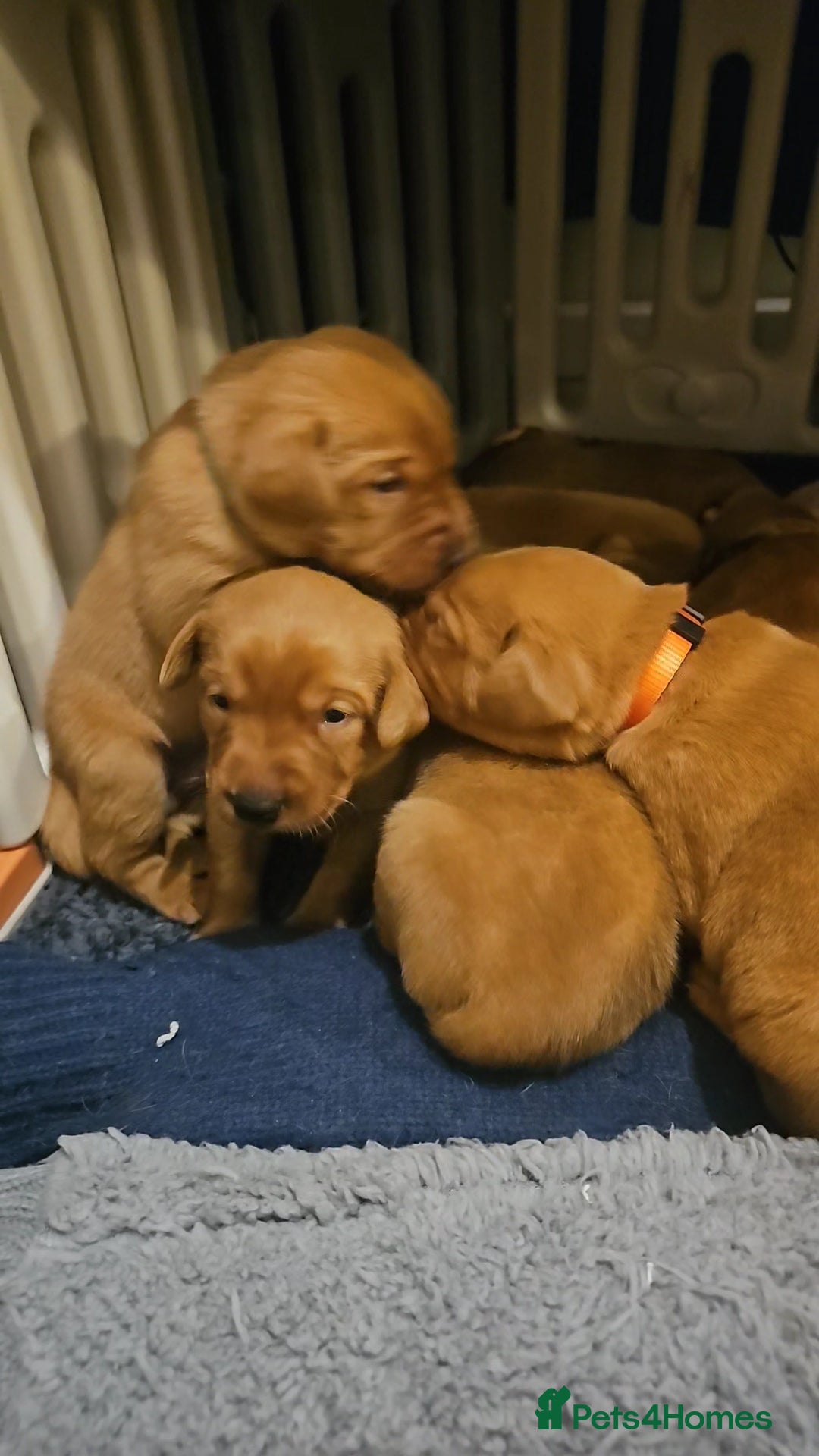 Labrador Retriever dogs for sale: KC Fox Red Labrador Puppys - Advert 17