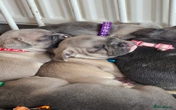 French Bulldog dogs for sale: KC REGISTERED BLUE & TAN FRENCHIES BOYS & GIRLS - Image 7