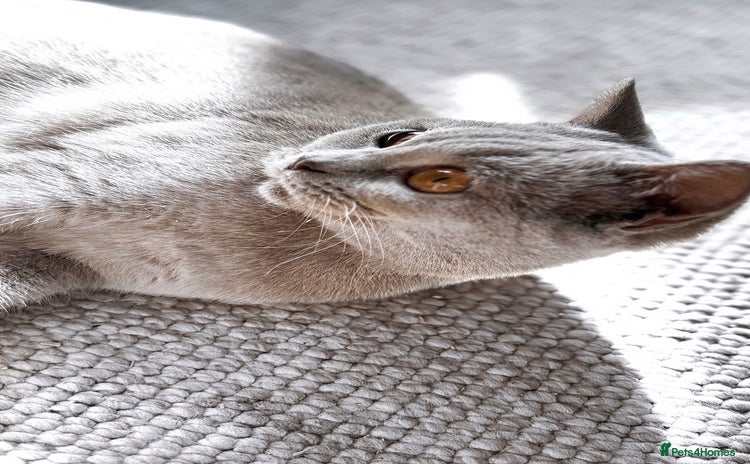 British Shorthair cats - Advert 1