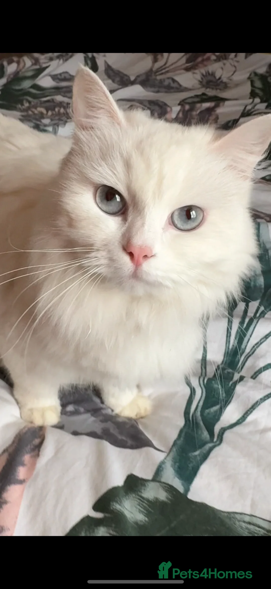 Siberian cats for sale: Beautiful white Siberian female - Advert 4