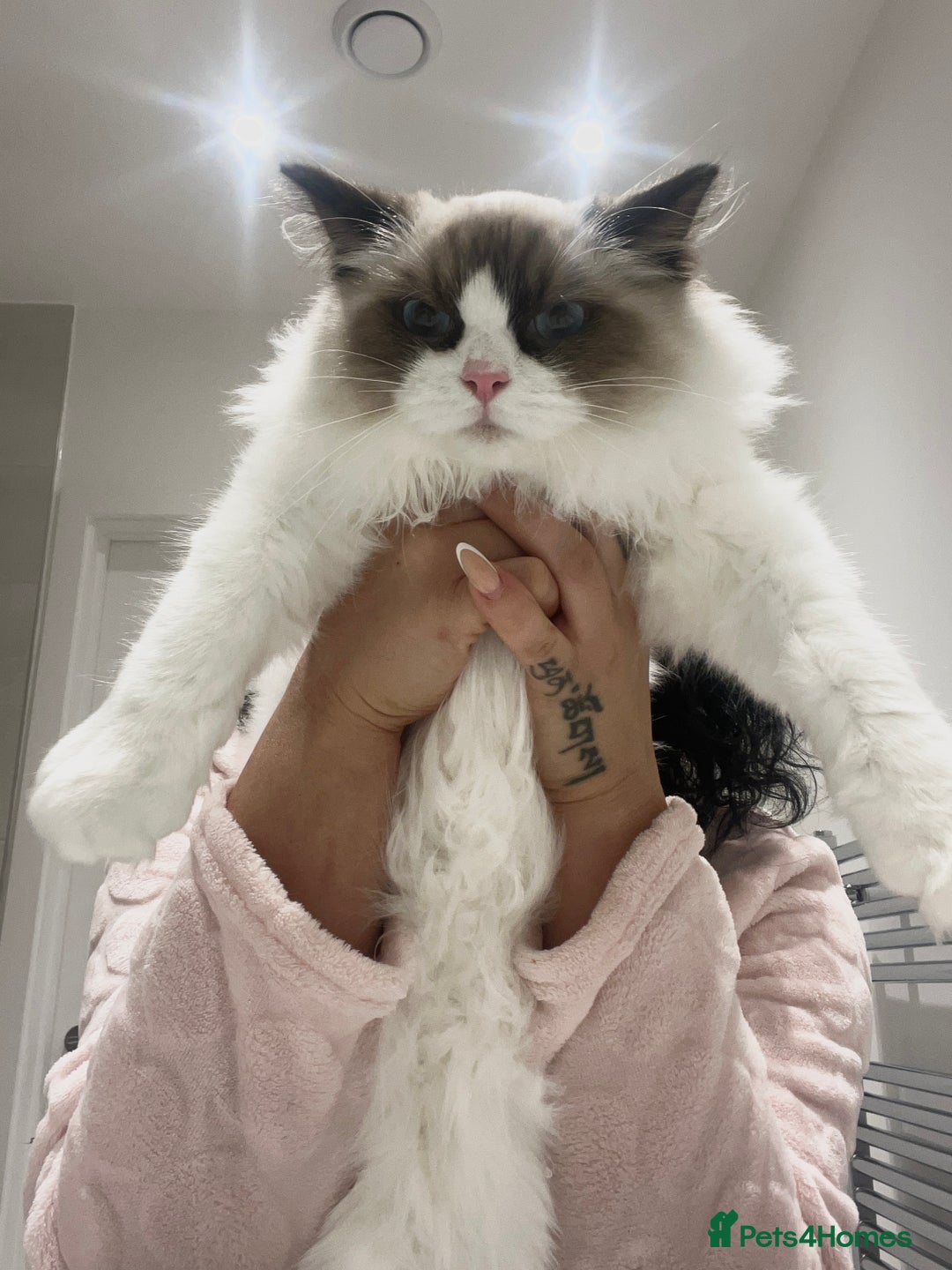 Ragdoll cats for sale: RARE TICA ENTIRE MALE SEAL POINT BICOL CHAMP BLOOD - Image 8