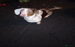Dachshund dogs for sale: Double dapple dachshund  - Image 1