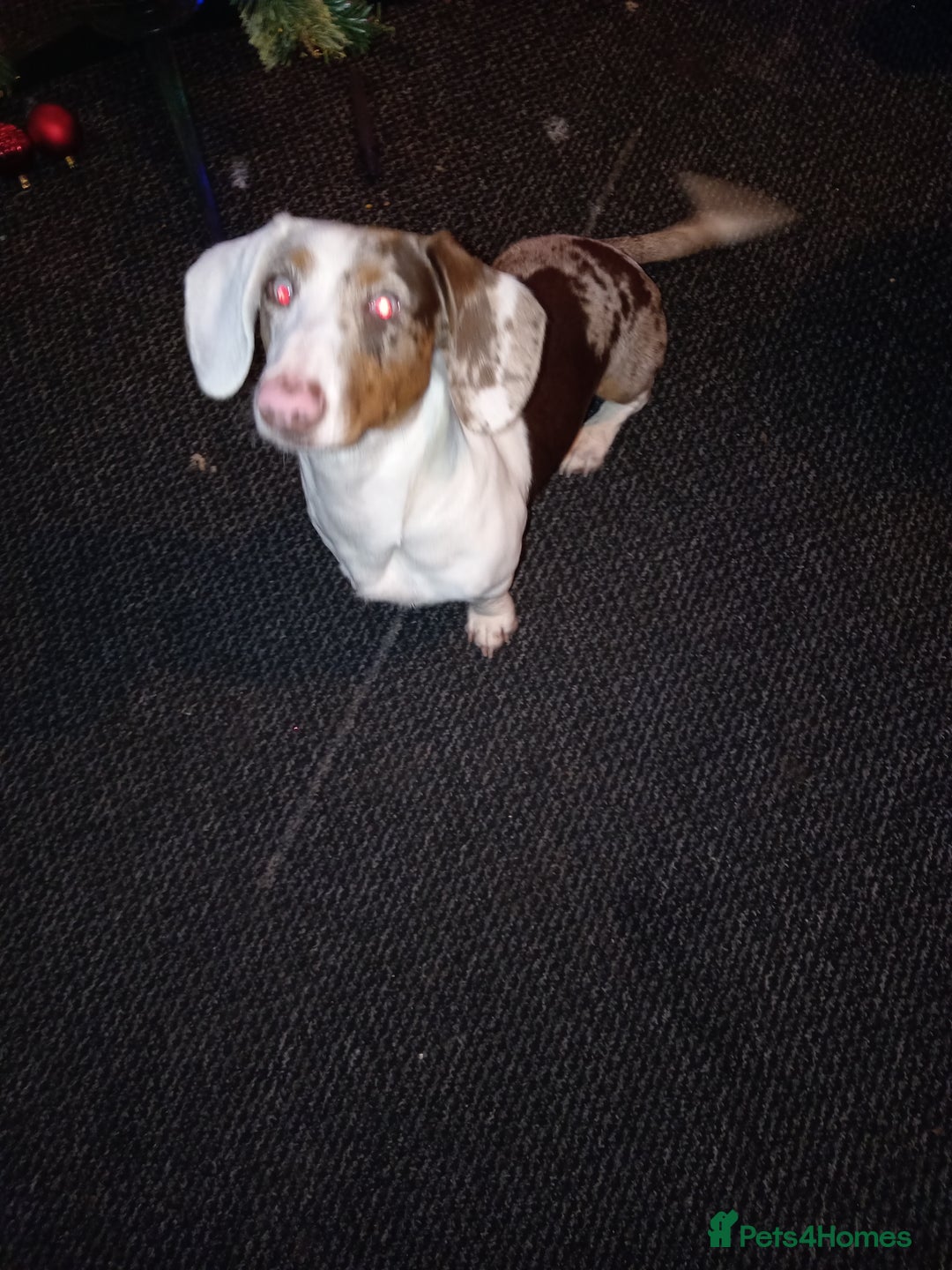 Dachshund dogs for sale: Double dapple dachshund  - Image 1