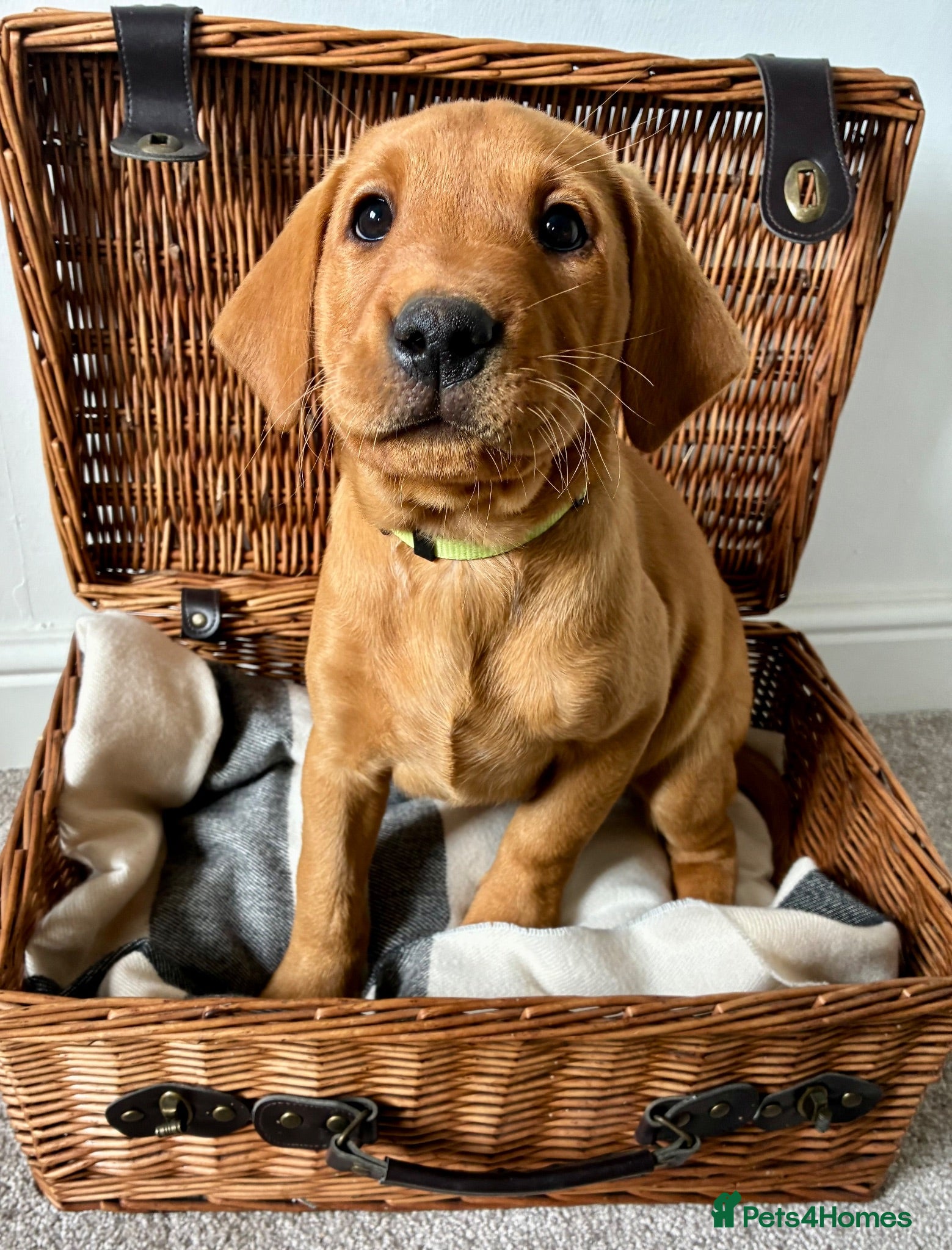 Labrador Retriever dogs Fiorella Fantastica's Fox Red Puppies - Advert 2