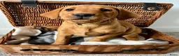 Labrador Retriever dogs for sale: Male Fox Red Puppies  - Advert 3