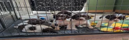 English Springer Spaniel dogs for sale: Springer pups for sale  - Advert 2