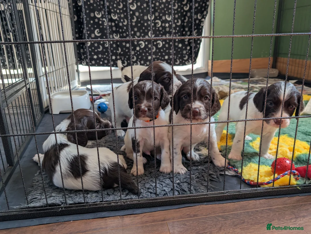 English Springer Spaniel dogs for sale: Springer pups for sale  - Advert 2