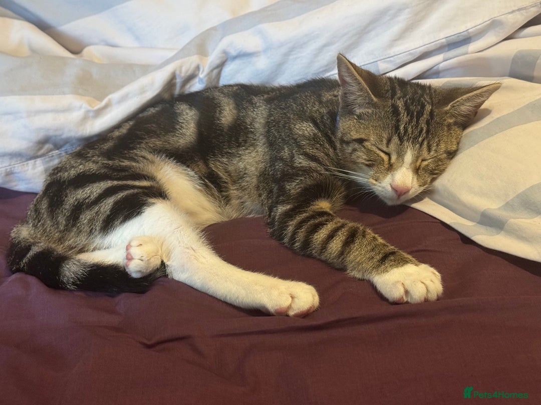 British Shorthair cats for sale: This is Harvey  - Image 3