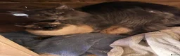 Ragcoon cats for sale: Beautiful smoke blue raccoon/ coon dolls  - Advert 5