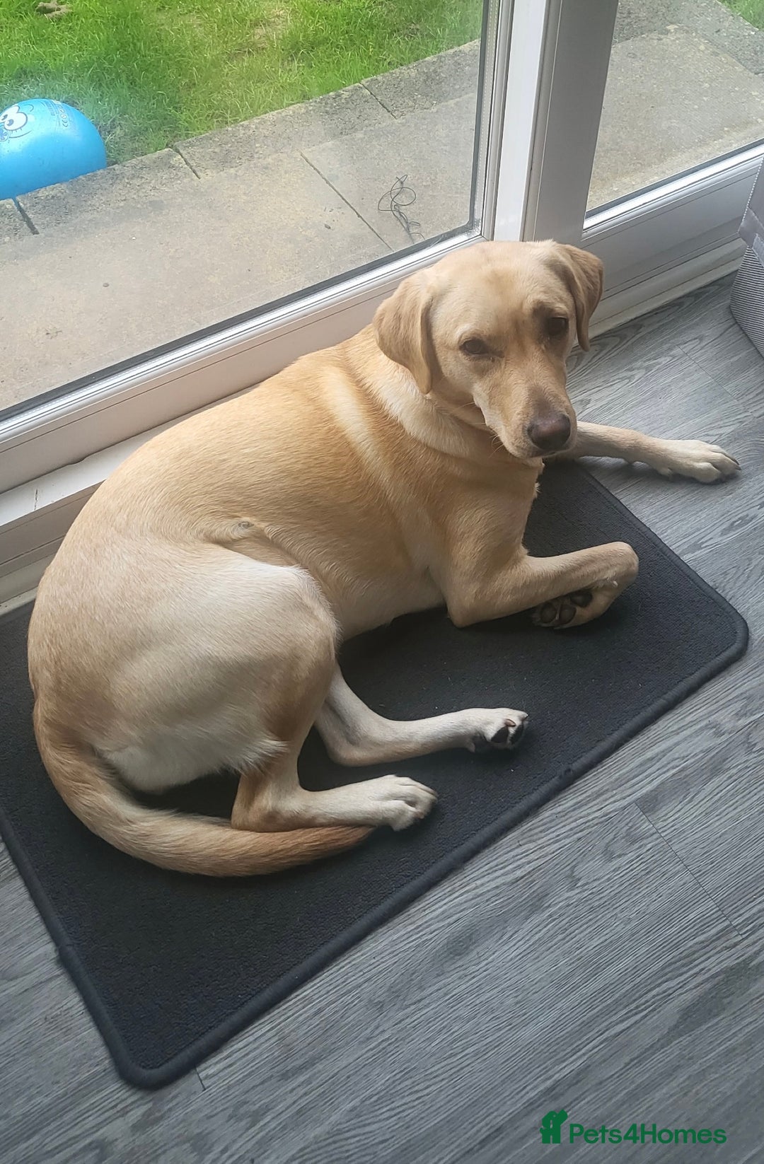 Labrador Retriever dogs for sale: 1 Year Old Female Yellow Labrador  - Advert 4
