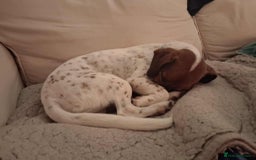 Jack Russell dogs for adoption: BENNY – WAITING FOR HIS HAPPY ENDING 🐶🏡 - Image 5