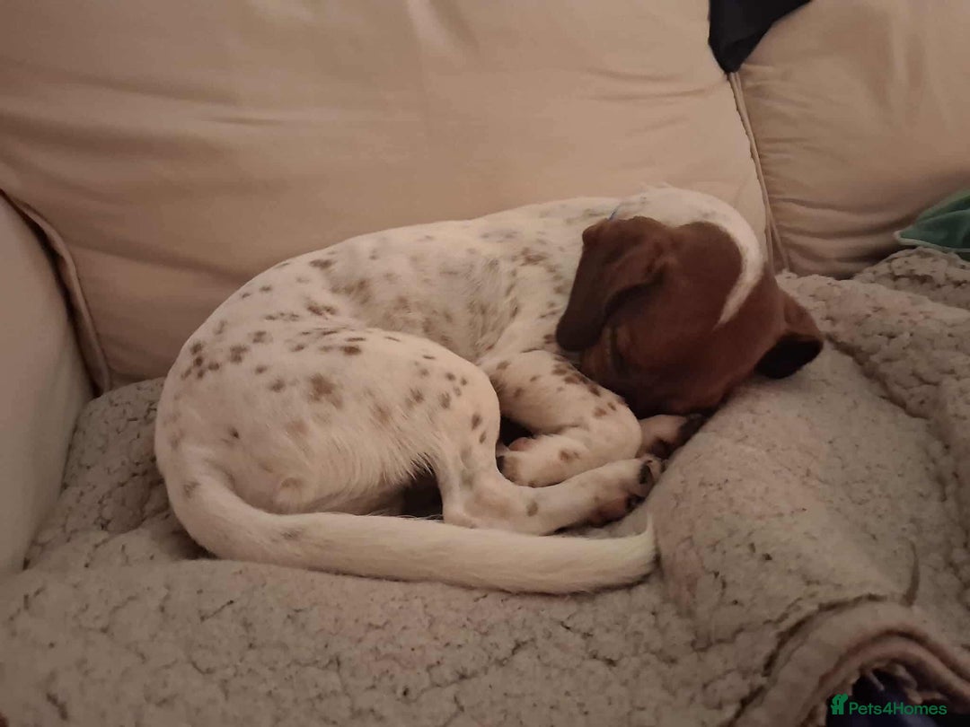 Jack Russell dogs for adoption: BENNY – WAITING FOR HIS HAPPY ENDING 🐶🏡 - Image 5