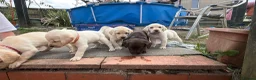 Labrador Retriever dogs for sale: ✨beautiful chunky pedigree Labradors✨ - Advert 33