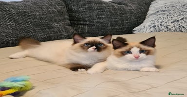 Ragdoll cats - Advert 3