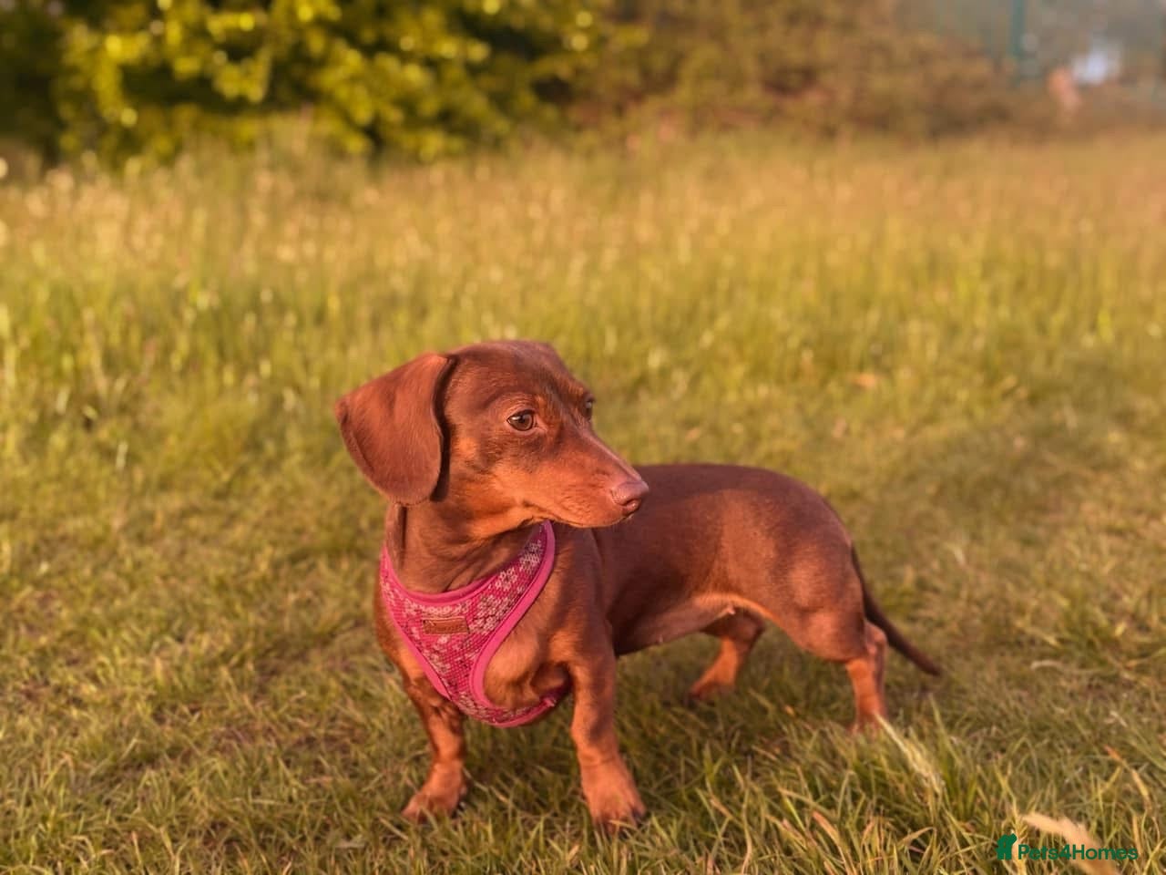 Miniature Dachshund dogs Miniature dachshund - Advert 15