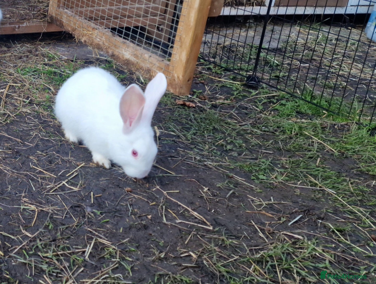 New Zealand rabbits New zealand rabbits 2 left - Advert 4