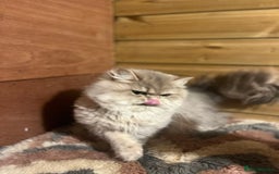 British Longhair cats for sale: Gorgeous Gccf female British Longhairs - Image 5