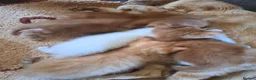 Mixed Breed cats for sale: Ginger, ginger white,white kittens prices vary - Advert 17