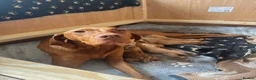 Hungarian Vizsla dogs for sale: KC Registered Hungarian Viszla litter  - Advert 24